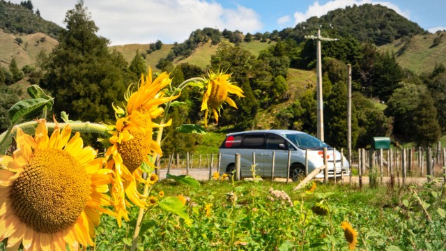 Sunflower road trip NZ