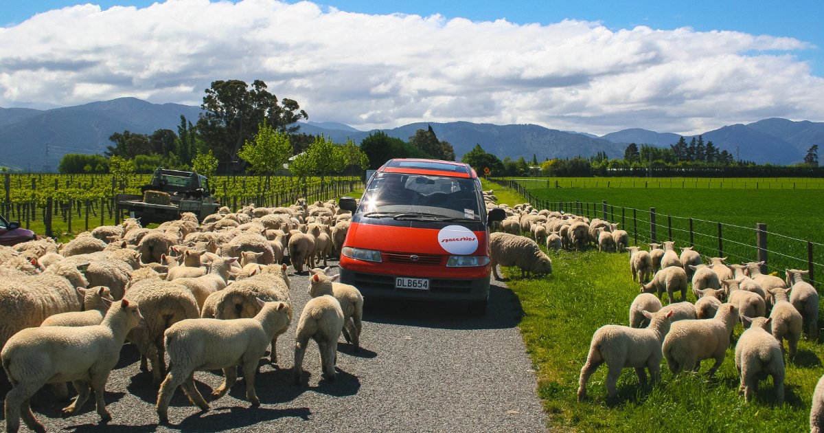 New Zealand roads are different, especially in rural areas. Be prepared to stop!