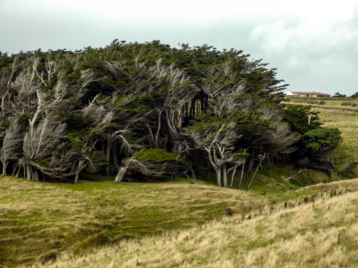 Slope Point trees