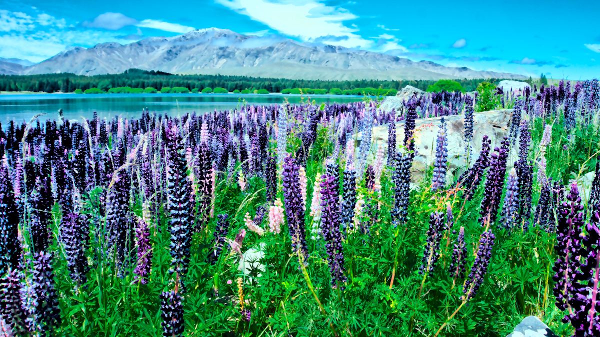 Is Spring the Best Season for a Road Trip in New Zealand? Yes! We'll