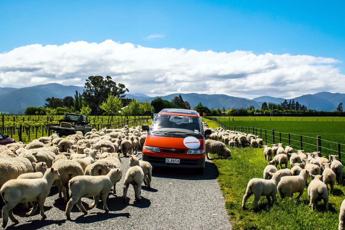 New Zealand, where sheep wander across rolling hills... Or on the road