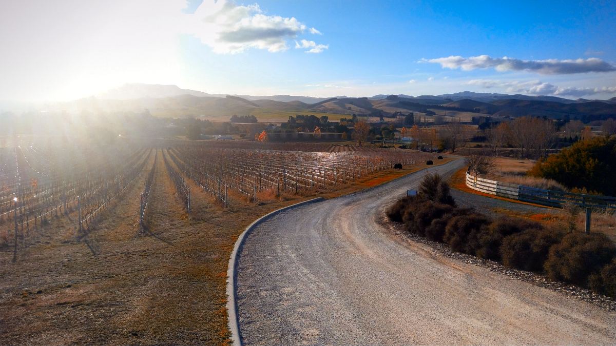 Image of a road leading up to the main buildings of a vineyard. Sun is going down and colours the vineyard